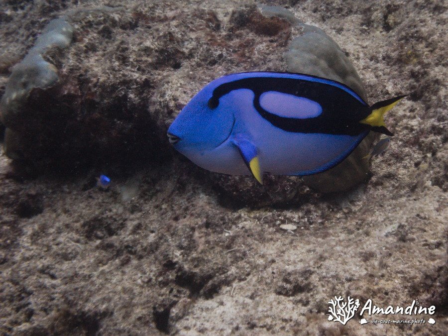 Paracanthurus hepatus
