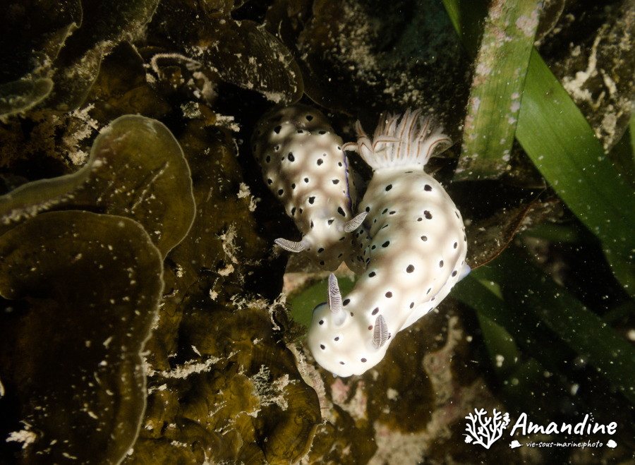 Hypselodoris tryoni