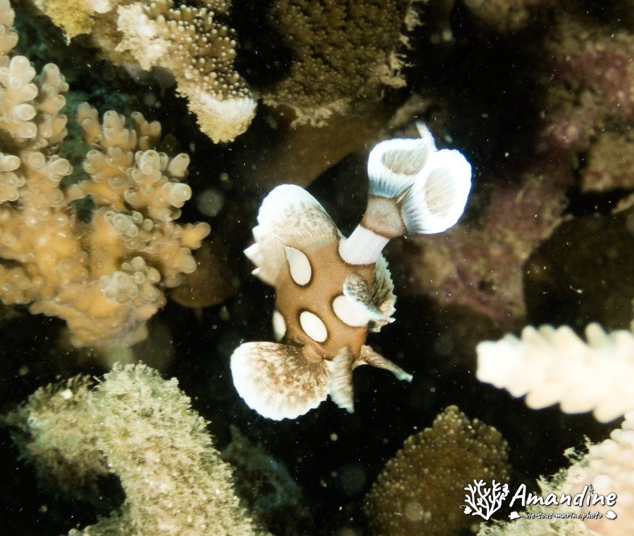 Plectorhinchus chaetodonides
