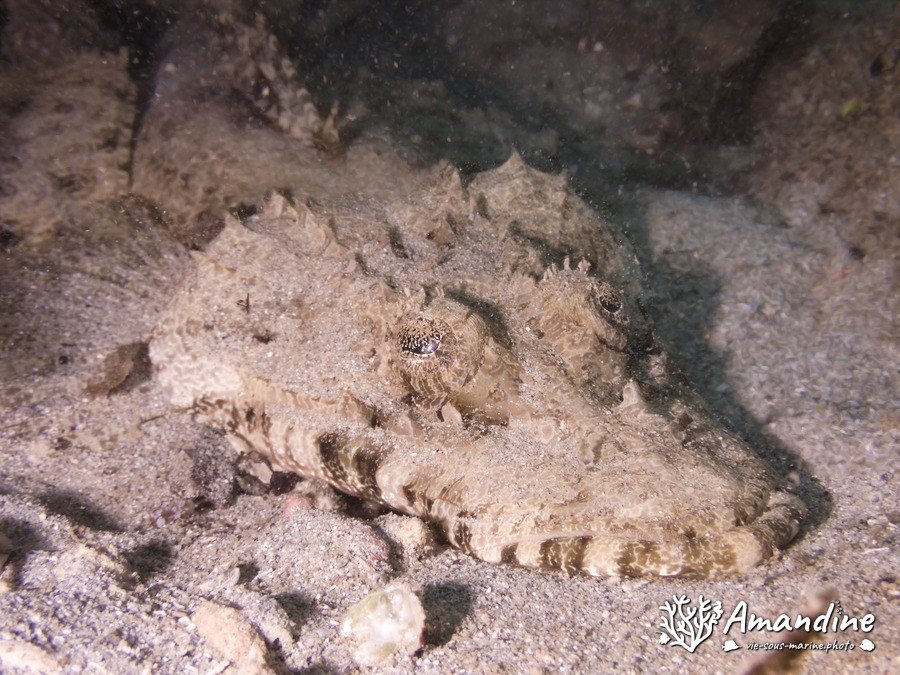 Poisson-crocodile