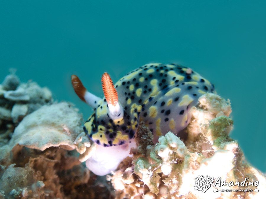 Hypselodoris infucata