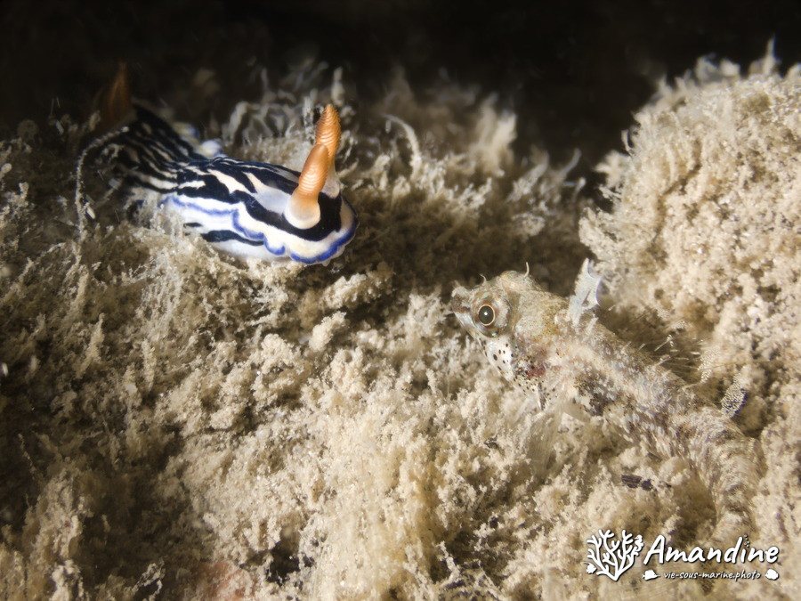 Hypselodoris maritima