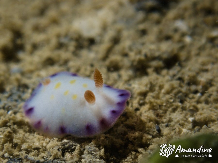Thorunna sp.