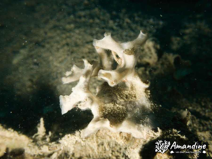 Bryozoaire