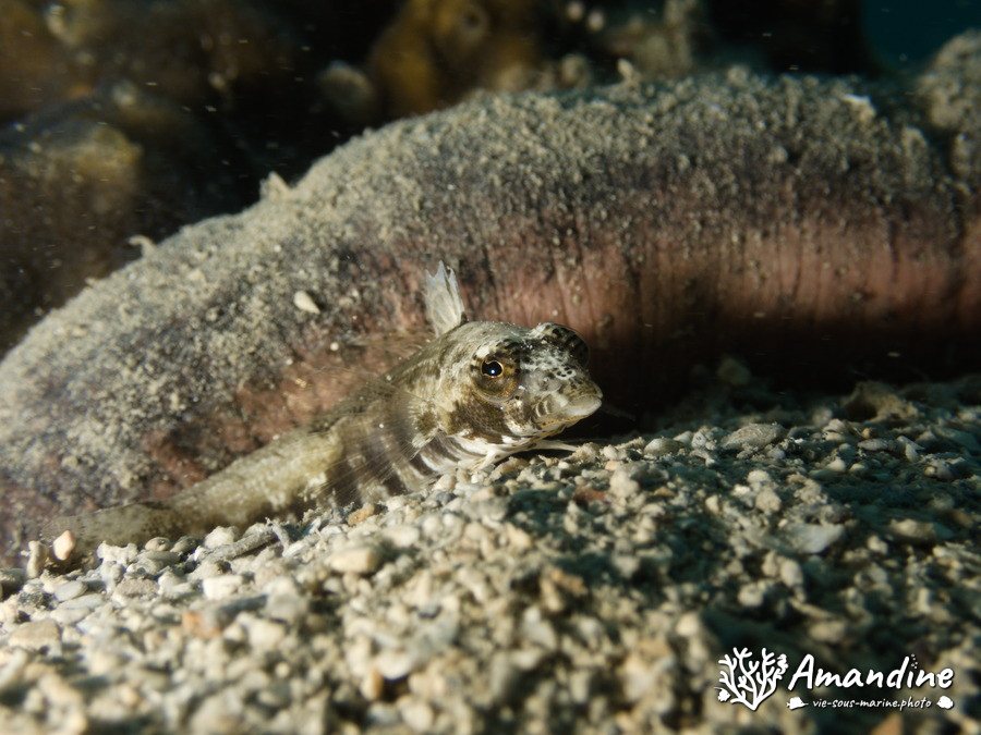 Parapercis australis