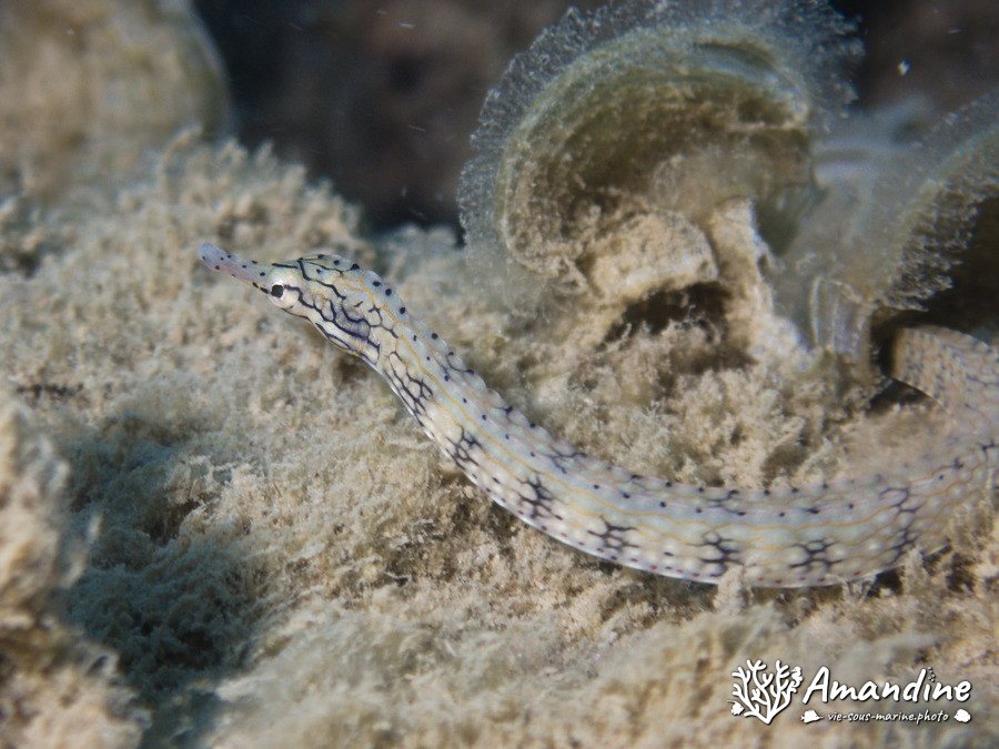 Corythoichthys haematopterus