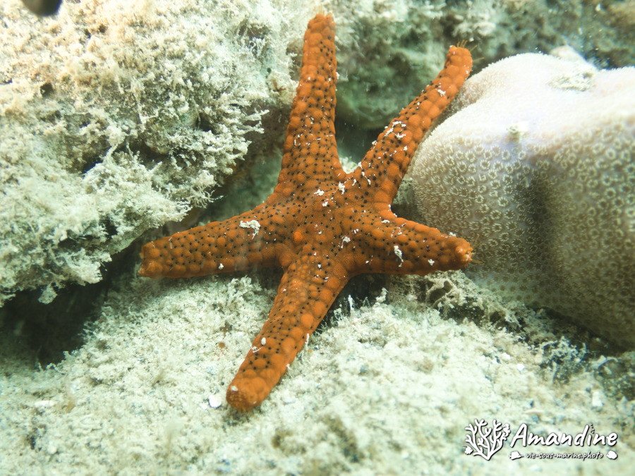 Echinaster luzonicus
