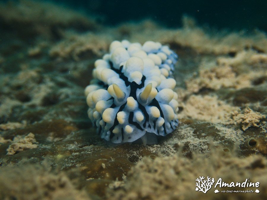 Phyllidia picta