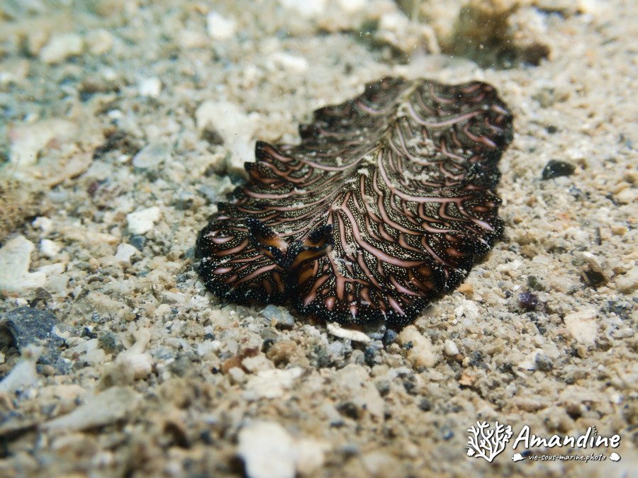 Pseudobiceros bedfordi