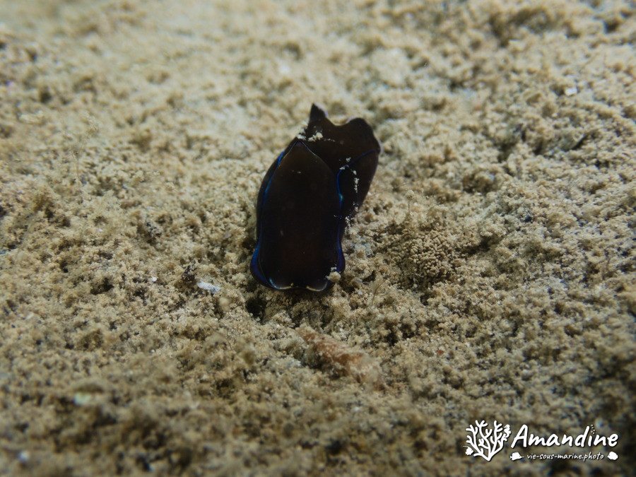 Philinopsis reticulata
