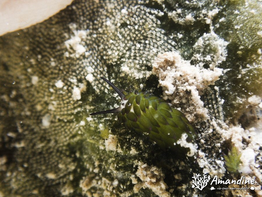 Costasiella sp1