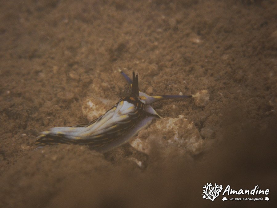 Cerberilla affinis