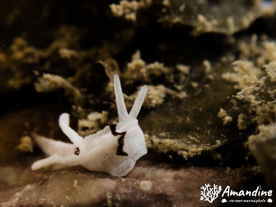 Nudibranche