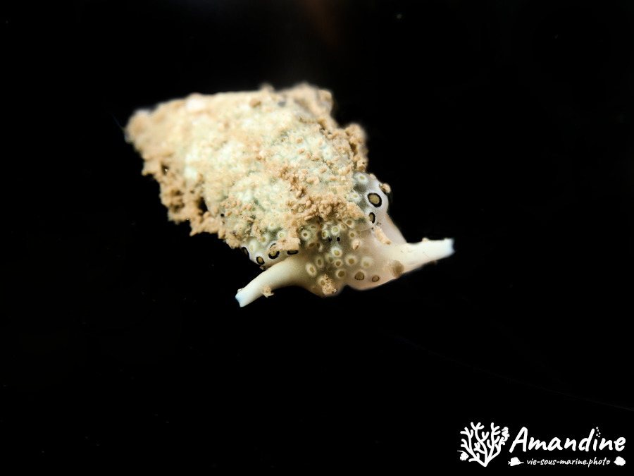 Plakobranchus ocellatus
