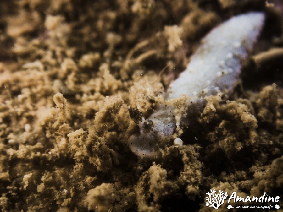 Dermatobranchus sp.