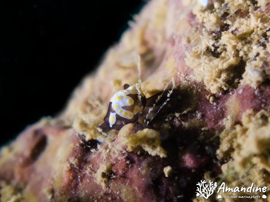 Colpodaspis thompsoni