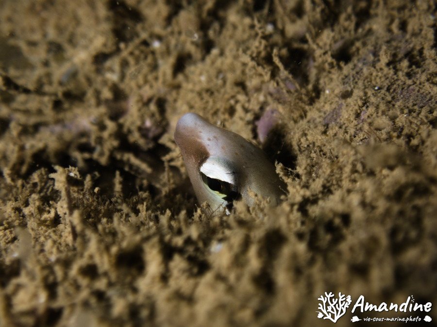 Aspidontus dussumieri