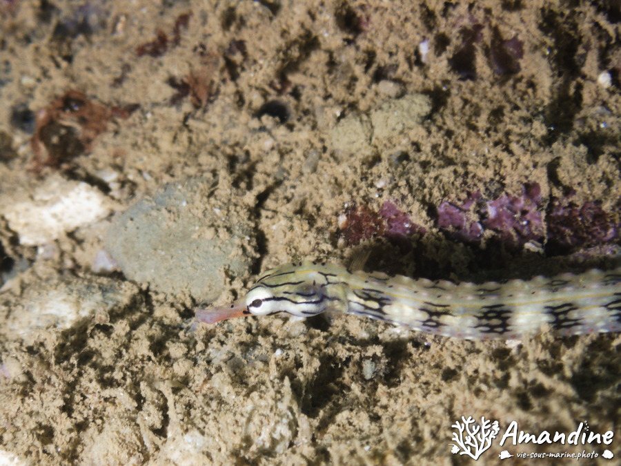 Corythoichthys haematopterus