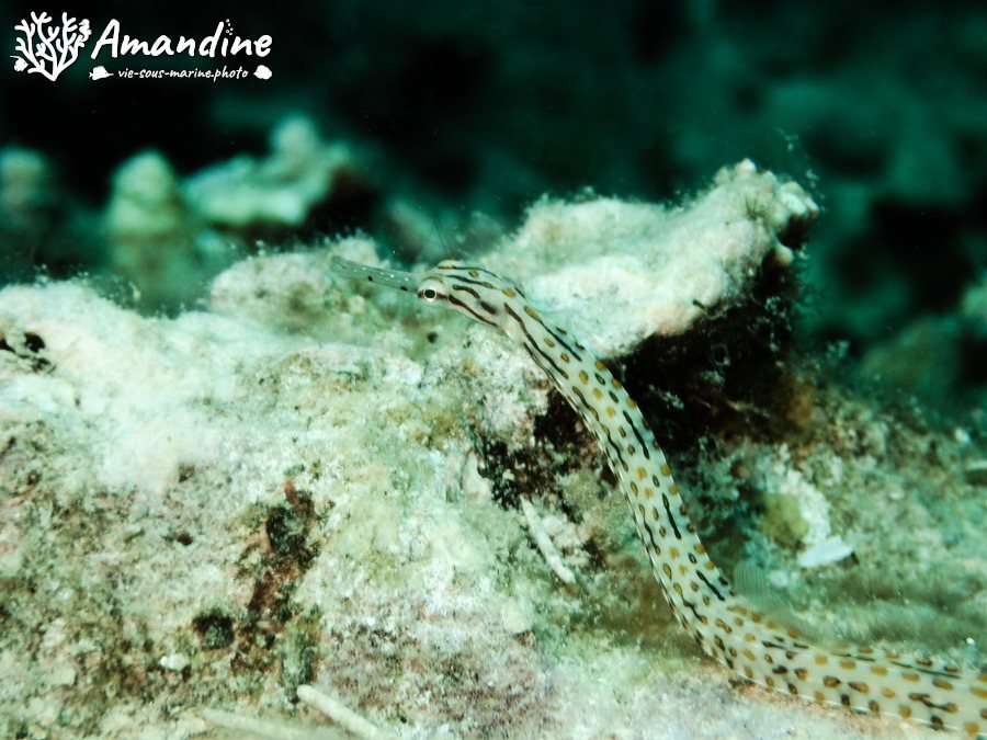 Corythoichthys ocellatus