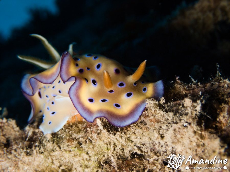 Goniobranchus kuniei