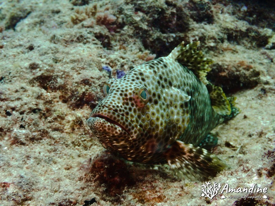 Epinephelus maculatus