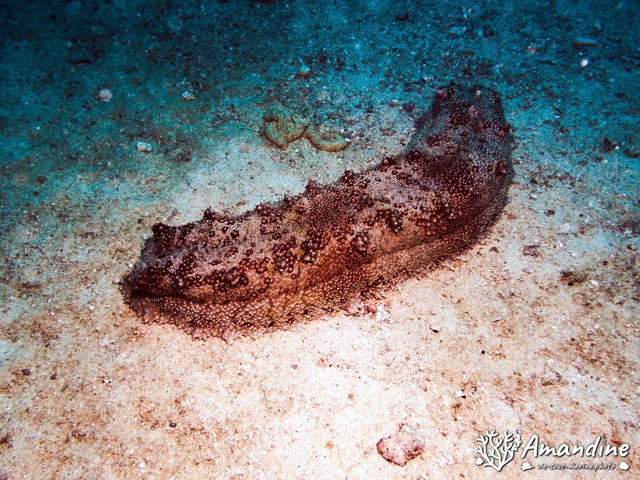 Thelenota anax