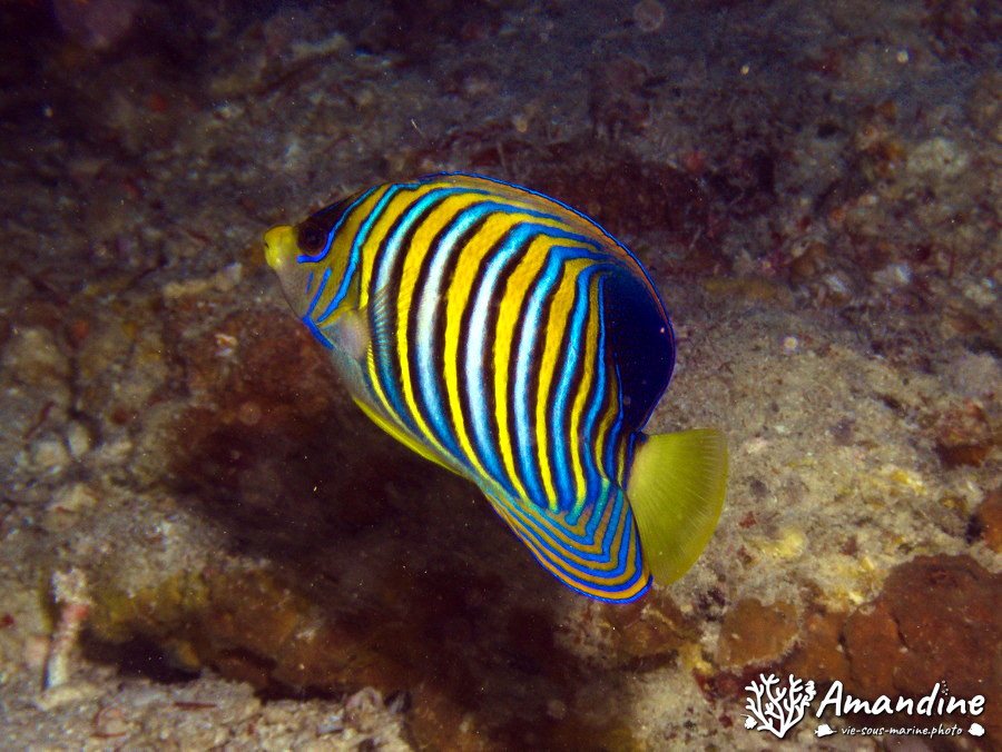 Pygoplites diacanthus
