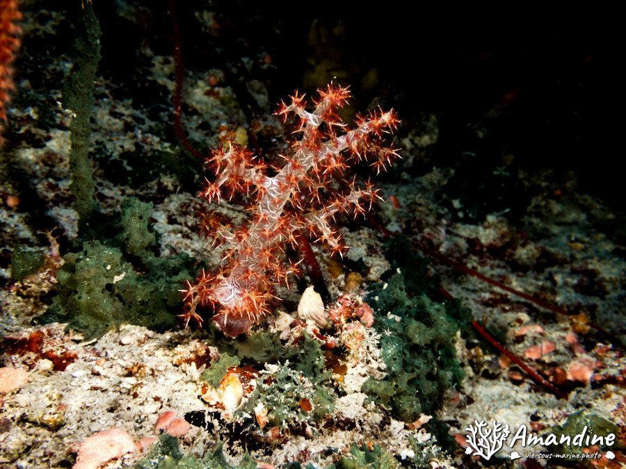Dendronephthya sp.