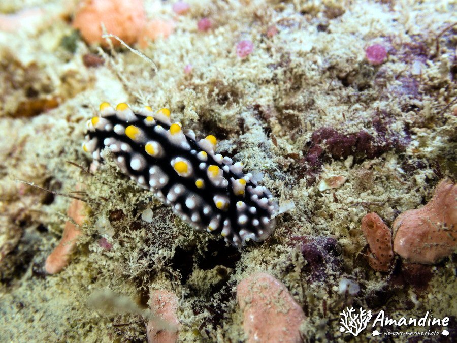 Phyllidia exquisita