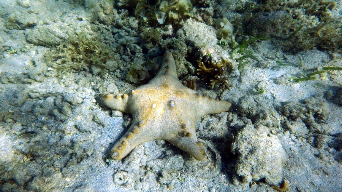Pentaceraster alveolatus
