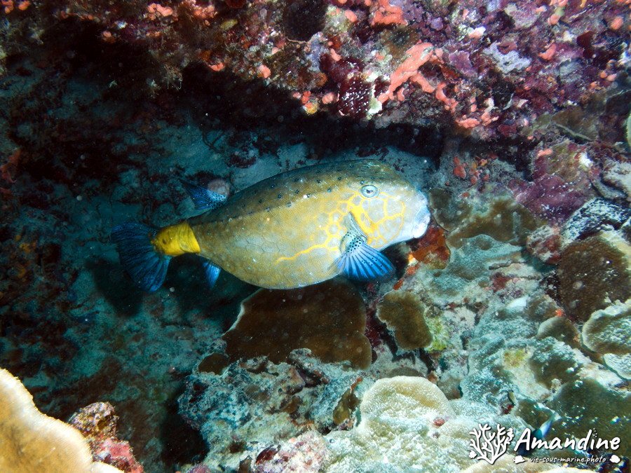 Ostracion cubicus