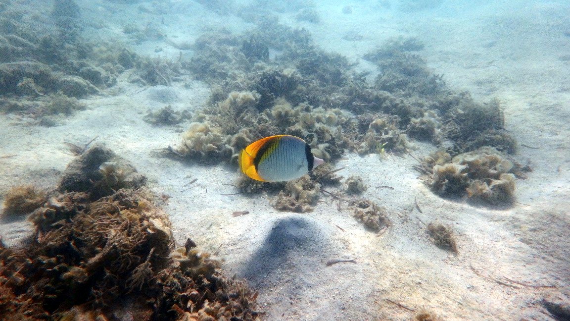 Chaetodon lineolatus