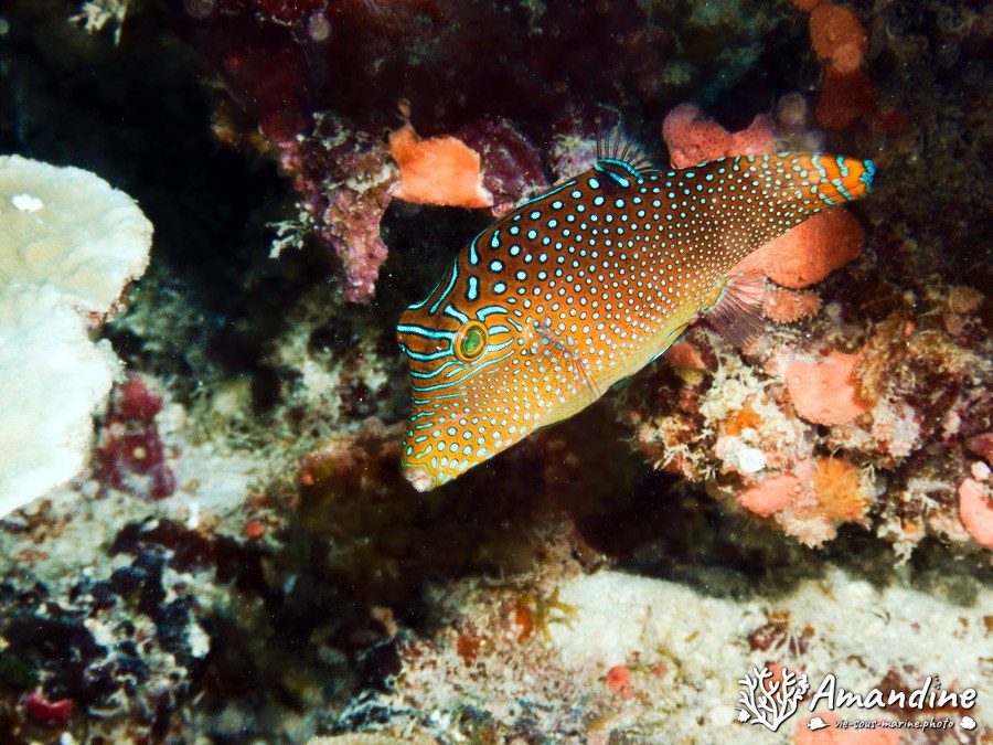 Canthigaster compressa