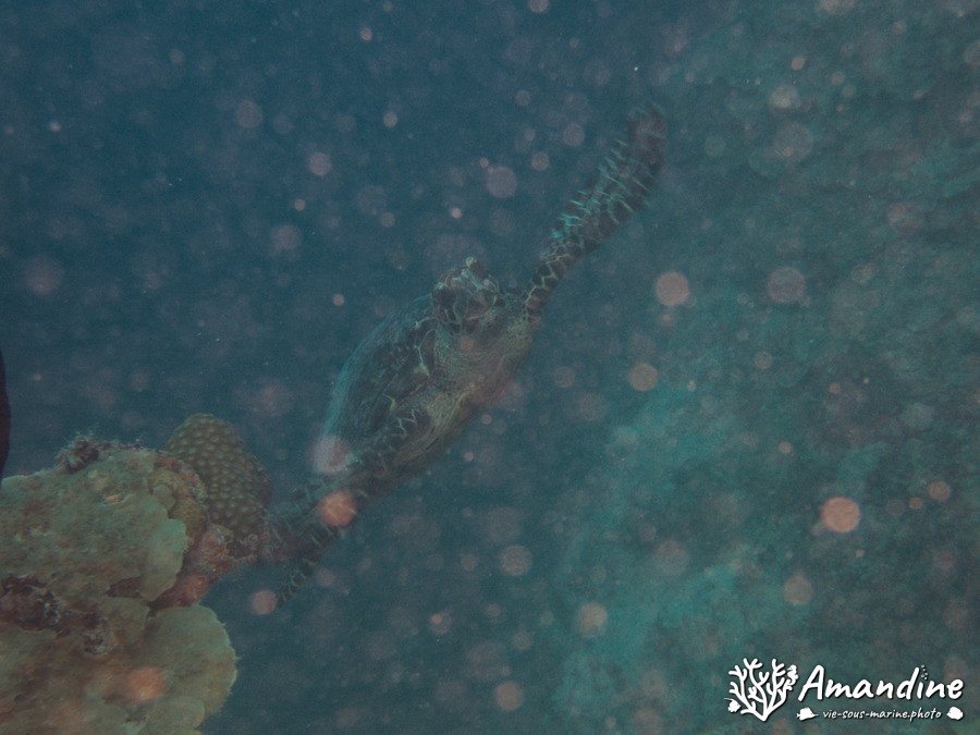 Eretmochelys imbricata (Tortue imbriquée)