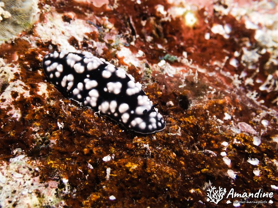 Phyllidiella pustulosa