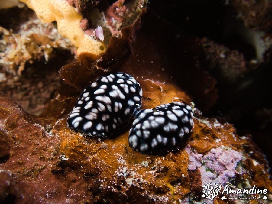 Phyllidiella pustulosa