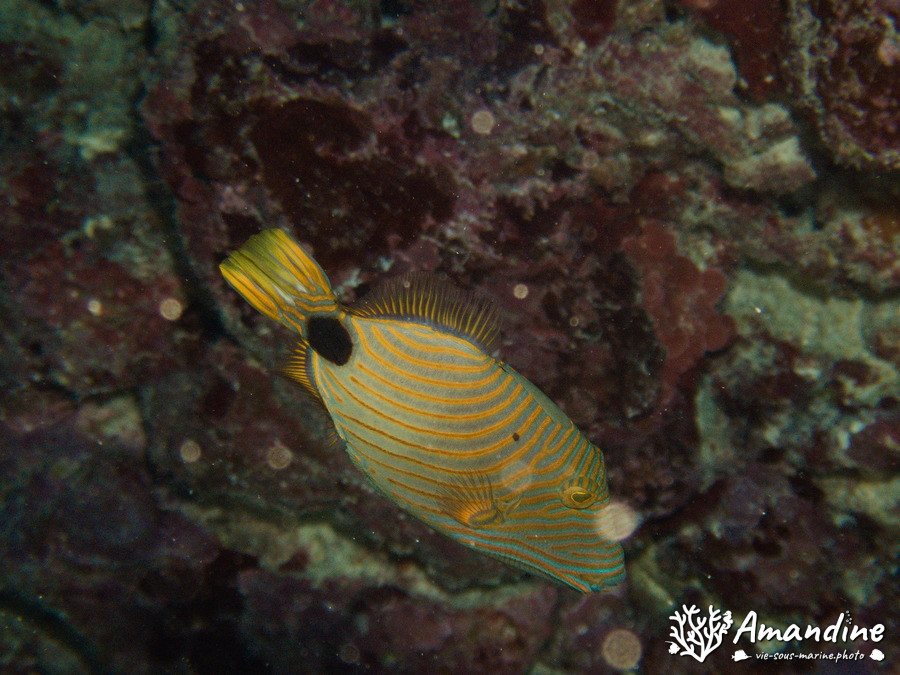 Balistapus undulatus