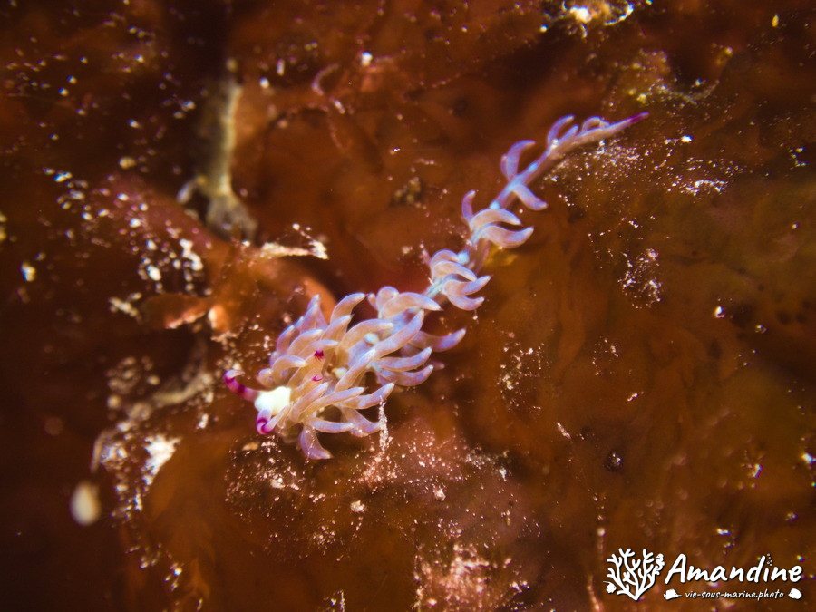 Mollusques