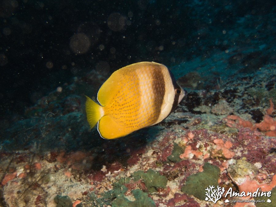 Coradion altivelis