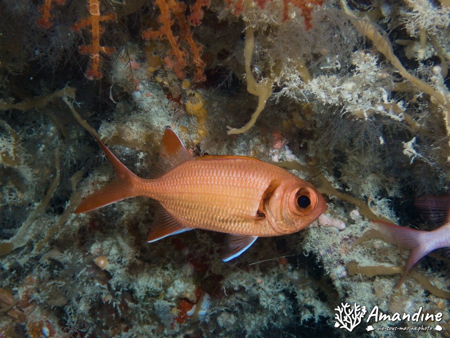 Poisson-soldat