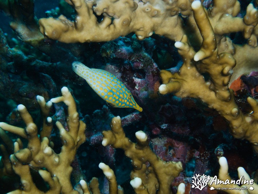 Oxymonacanthus longirostris