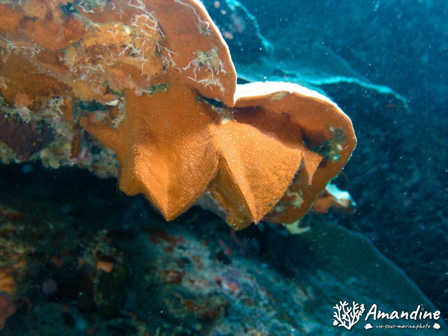 Lopha cristagalli
