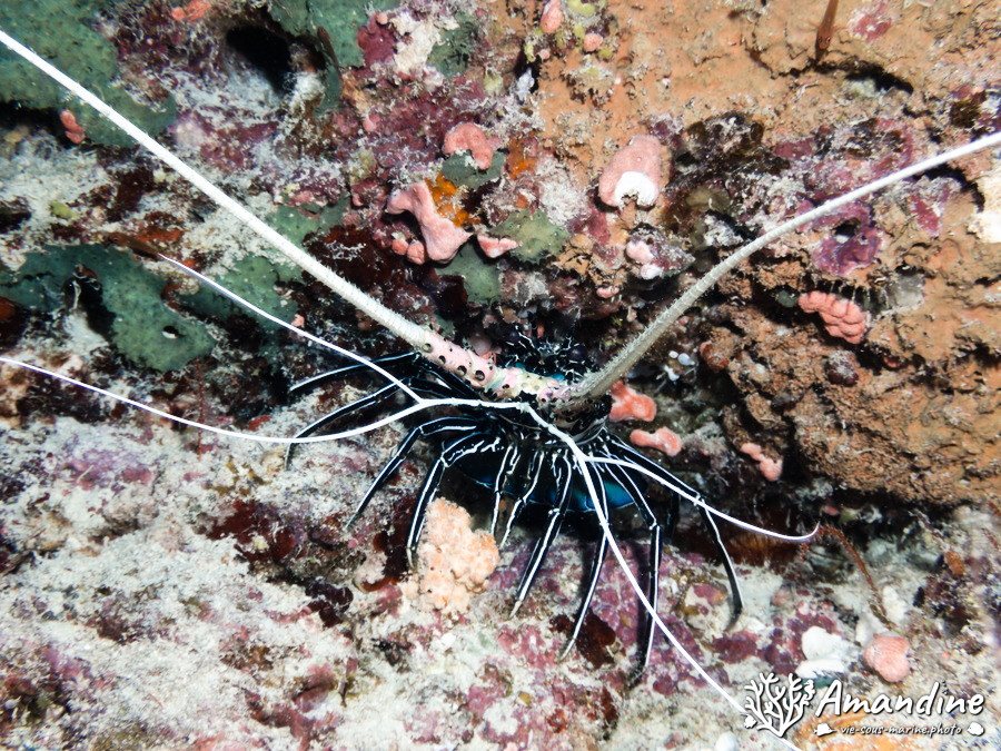 Langouste