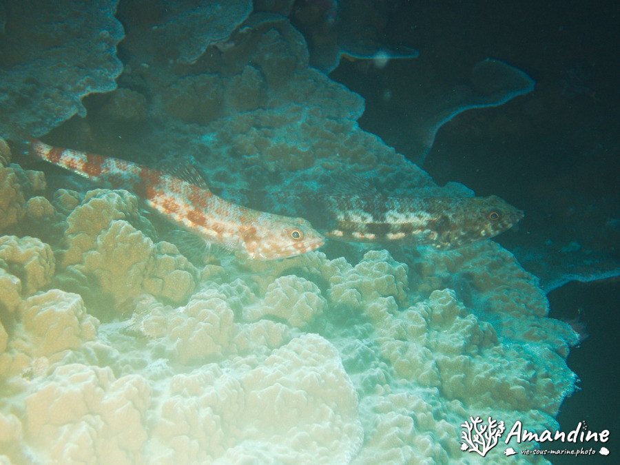 Saurida gracilis