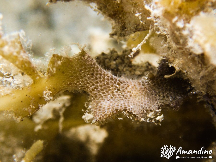 Bryozoaires encroûtants