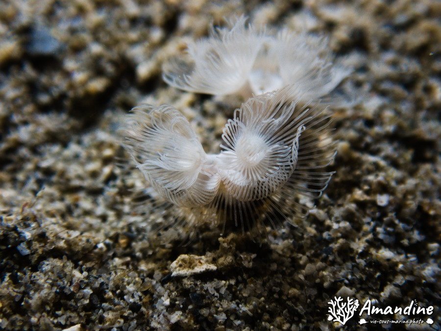Phoronopsis sp.