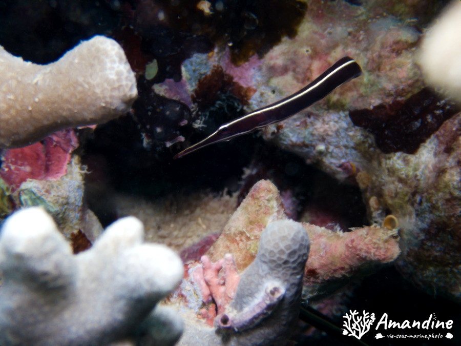 Diademichthys lineatus