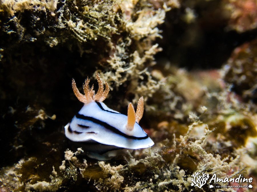 Chromodoris lochi