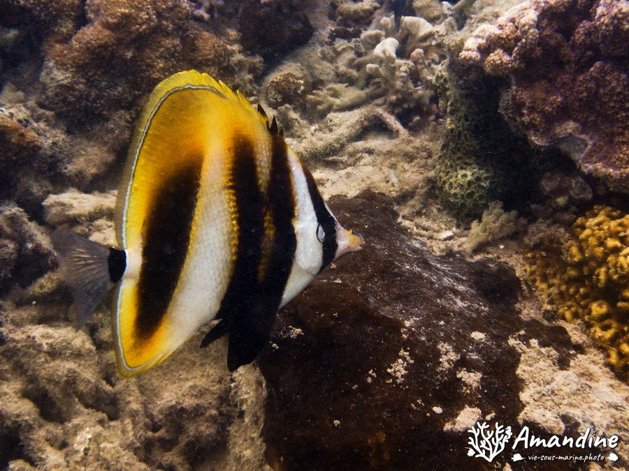 Coradion altivelis