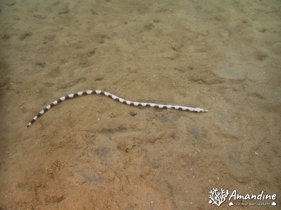 Leiuranus semicinctus